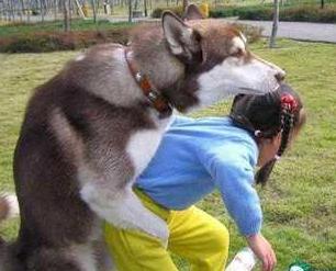 汪星人 你要逆袭么 汪星人 你要逆袭么