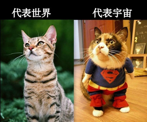 猫星人的搞笑图片
