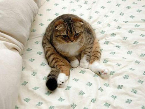 猫星人的搞笑图片