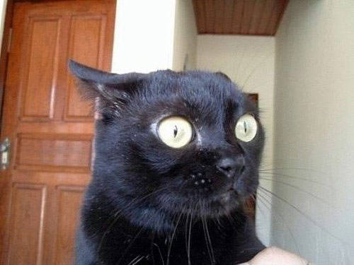 猫星人的搞笑图片