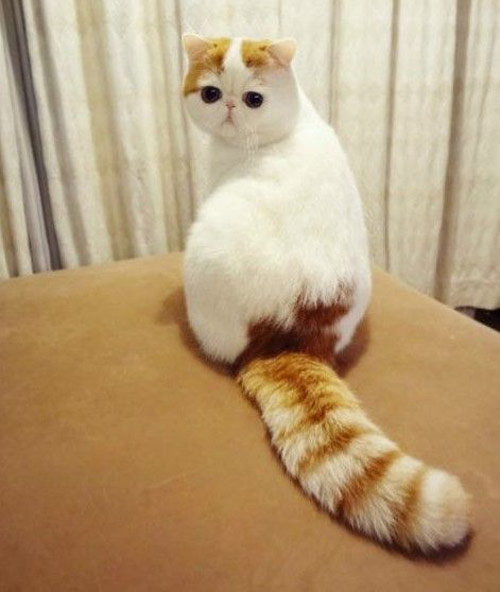 猫星人的搞笑图片