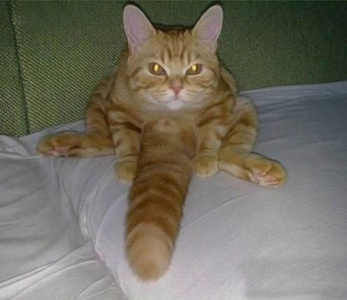 猫星人的搞笑图片