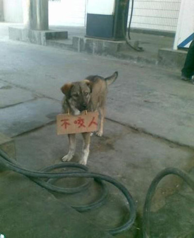 这些动物搞笑图片,你肯定没看过。