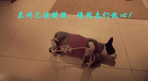可爱没人爱的狗狗
