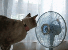 猫——一整个种族都是神经病的物种