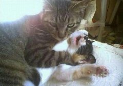 看毛线这是我女朋友 看毛线这是我女朋友