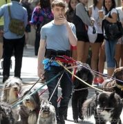 最霸气的遛狗方式