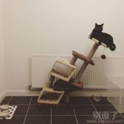 猫猫这里很危险的 猫猫这里很危险的