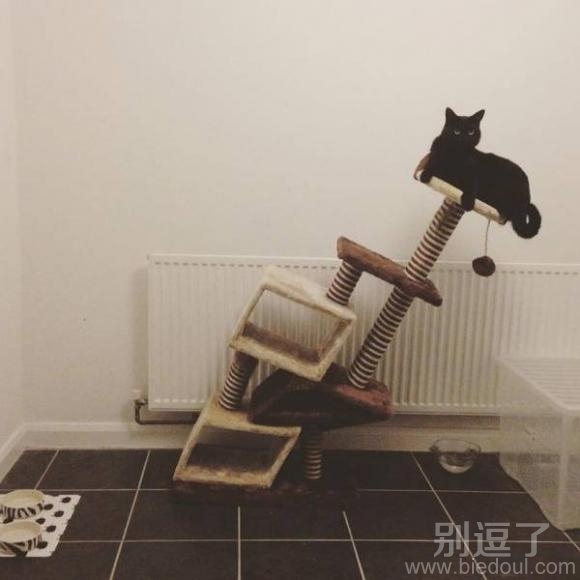 猫猫这里很危险的 猫猫这里很危险的