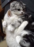 有爱的猫星人 有爱的猫星人