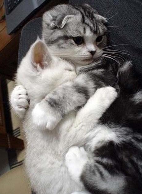 有爱的猫星人 有爱的猫星人