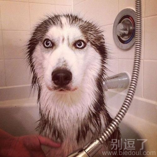一只洗了澡的狗。