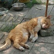 一只正在睡觉的猫。