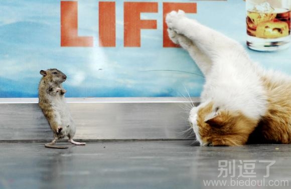 躲猫猫,别杀我好不好。 躲猫猫,别杀我好不好。