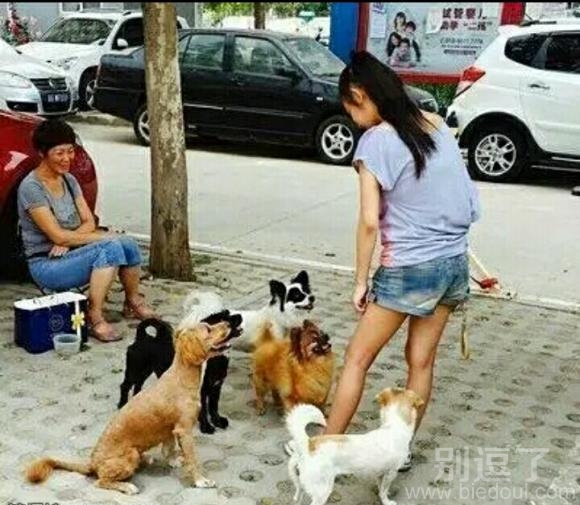 二哈们这是看到了什么