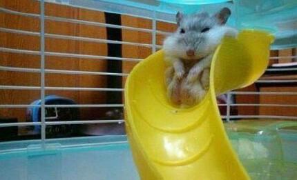 这太小了吧! 这太小了吧!