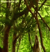 山中无老虎，猴子称霸王