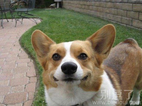狗狗的笑容，可爱