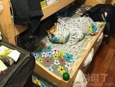 看,我家的狗狗。。 看,我家的狗狗。。