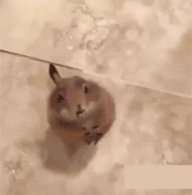 来来来,吃的给我 来来来,吃的给我