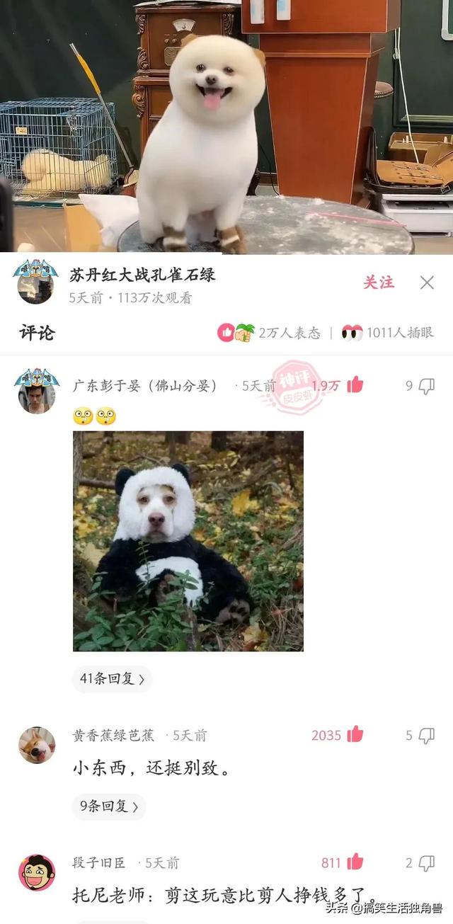 神回复:一年前花了一千八买了只柴犬,现在感觉越来越不对劲 神回复:一年前花了一千八买了只柴犬,现在感觉越来越不对劲