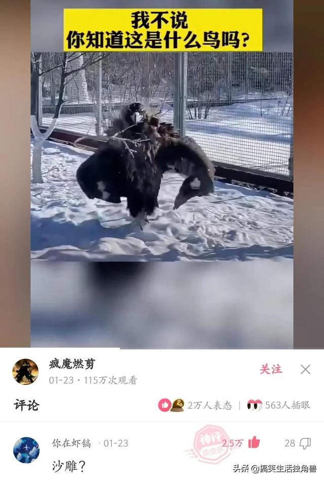 神回复:一年前花了一千八买了只柴犬,现在感觉越来越不对劲 神回复:一年前花了一千八买了只柴犬,现在感觉越来越不对劲