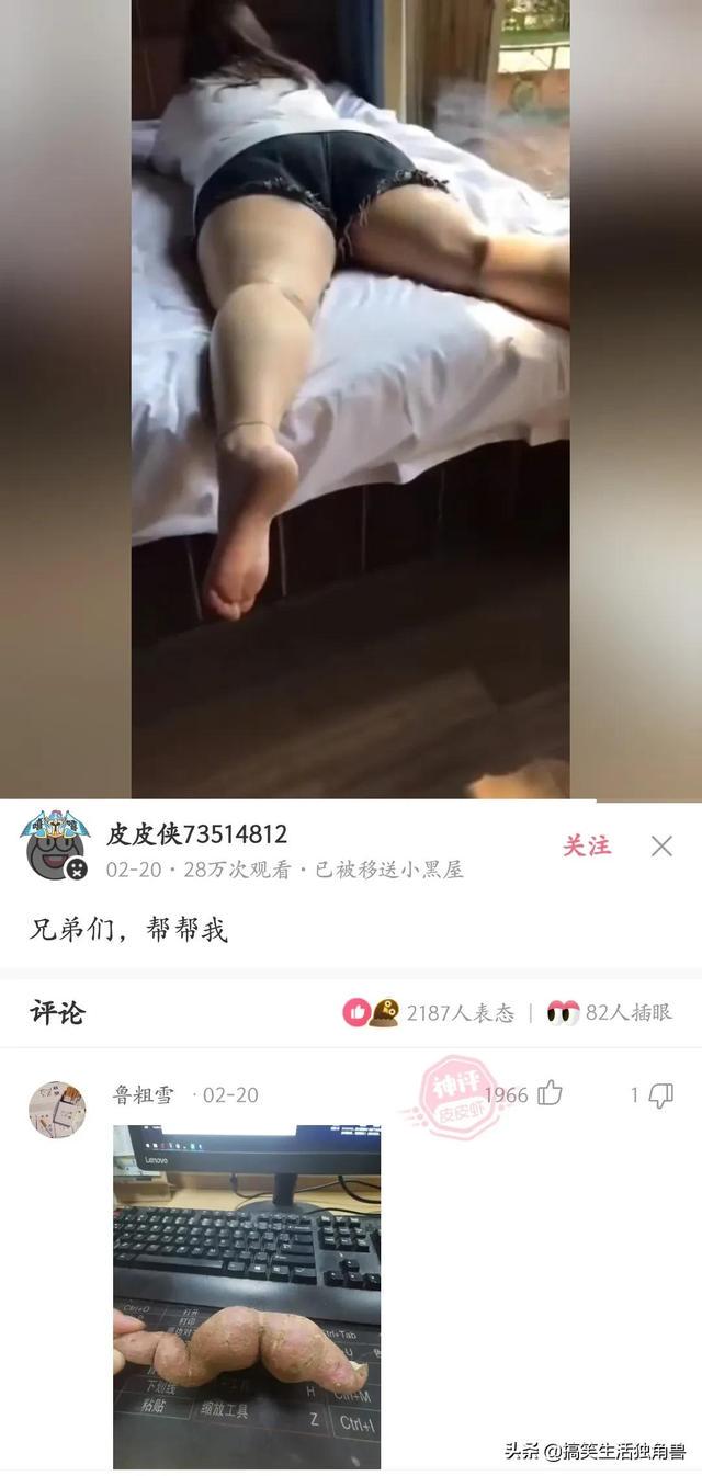 神回复:一年前花了一千八买了只柴犬,现在感觉越来越不对劲 神回复:一年前花了一千八买了只柴犬,现在感觉越来越不对劲