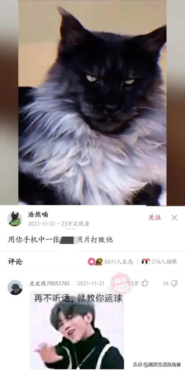 神回复：一年前花了一千八买了只柴犬，现在感觉越来越不对劲