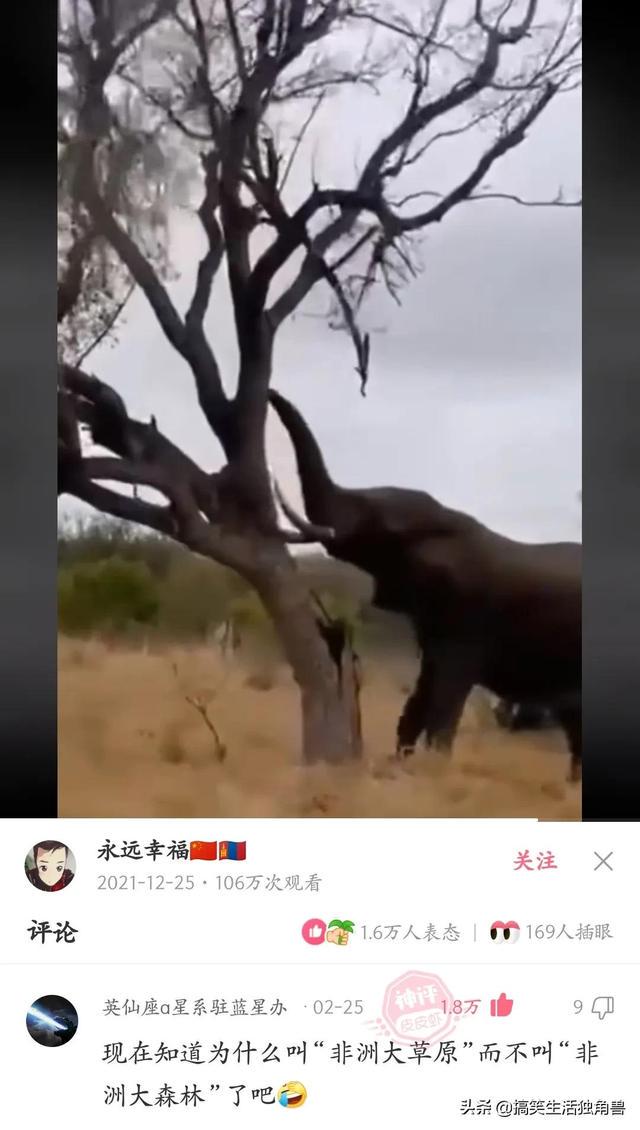 神回复:一年前花了一千八买了只柴犬,现在感觉越来越不对劲 神回复:一年前花了一千八买了只柴犬,现在感觉越来越不对劲