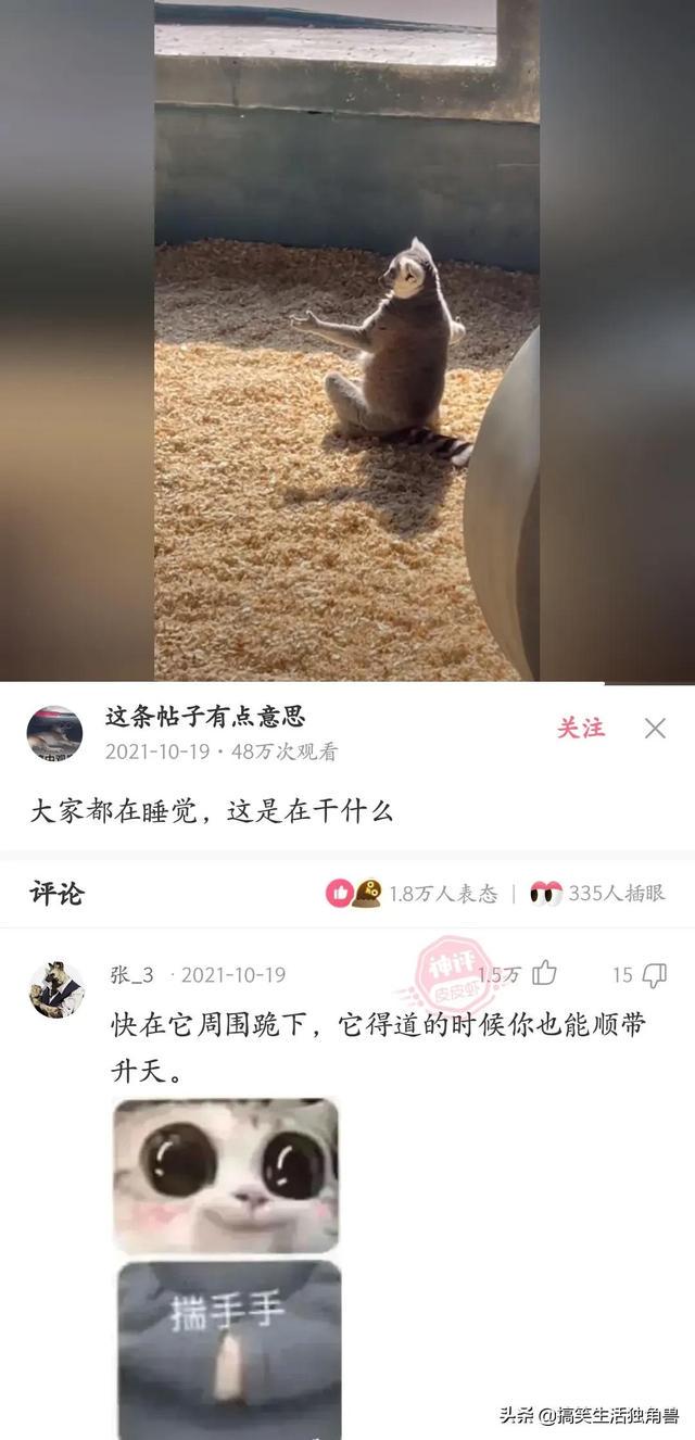 神回复：一年前花了一千八买了只柴犬，现在感觉越来越不对劲