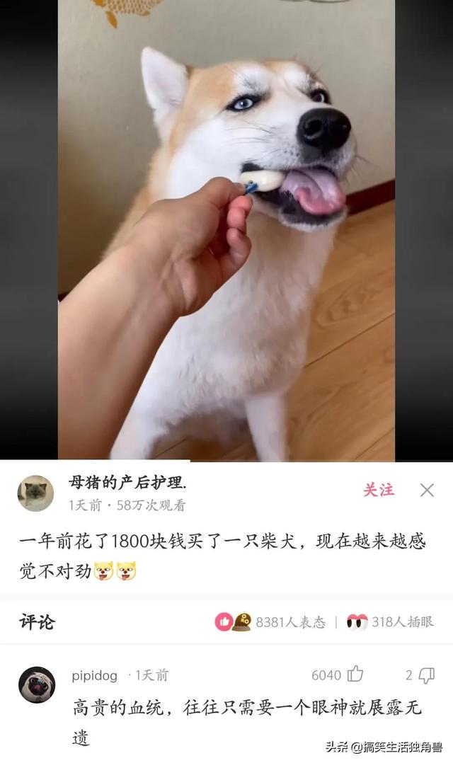 神回复：一年前花了一千八买了只柴犬，现在感觉越来越不对劲