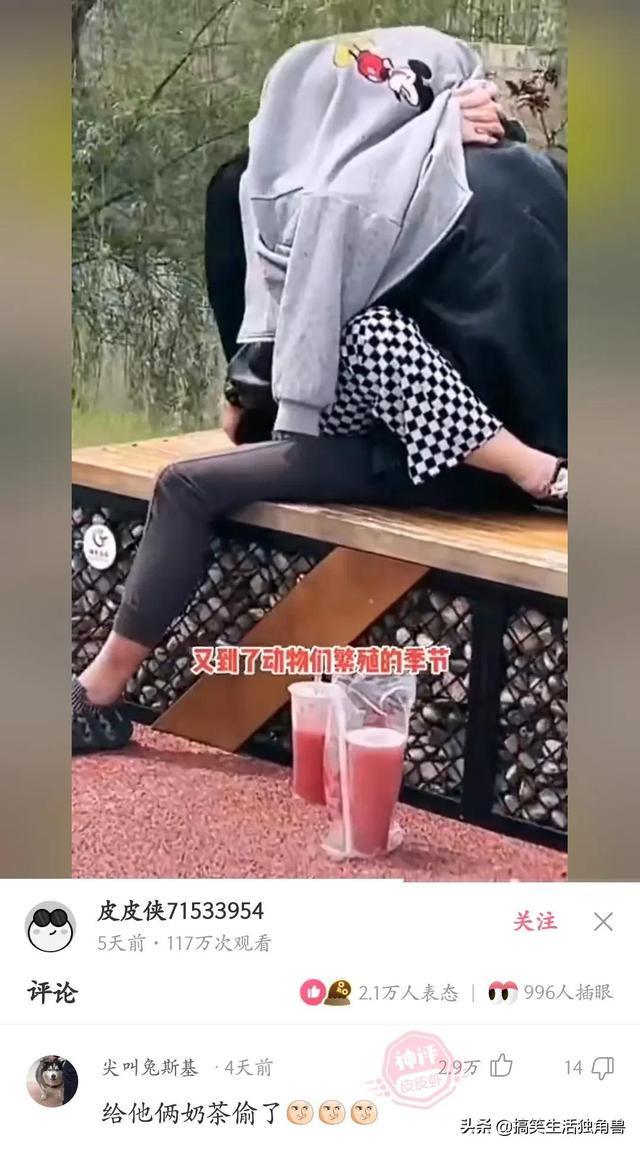 神回复:一年前花了一千八买了只柴犬,现在感觉越来越不对劲 神回复:一年前花了一千八买了只柴犬,现在感觉越来越不对劲