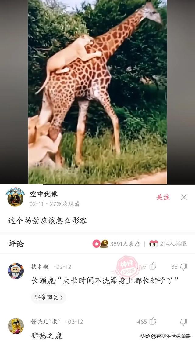 神回复:一年前花了一千八买了只柴犬,现在感觉越来越不对劲 神回复:一年前花了一千八买了只柴犬,现在感觉越来越不对劲