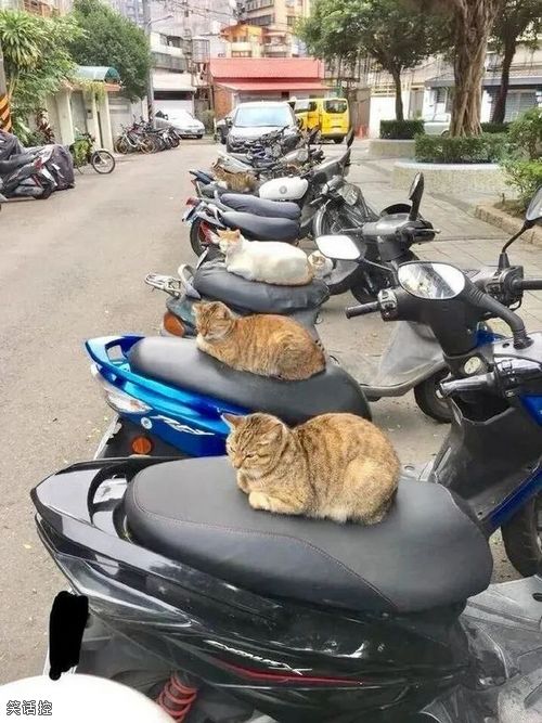 猫咪下岗再就业 猫咪下岗再就业