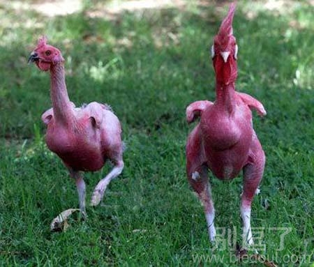 没毛了还能到处乱跑? 没毛了还能到处乱跑?