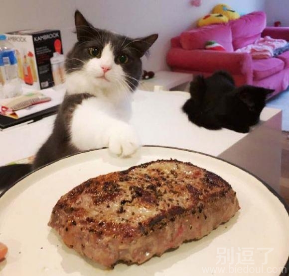 正在吃东西的喵星人。 正在吃东西的喵星人。