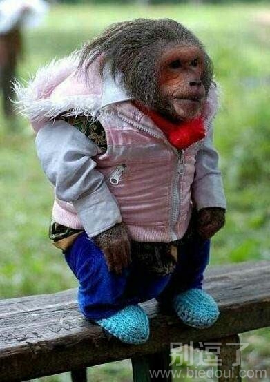 等人的猴宝宝。。 等人的猴宝宝。。