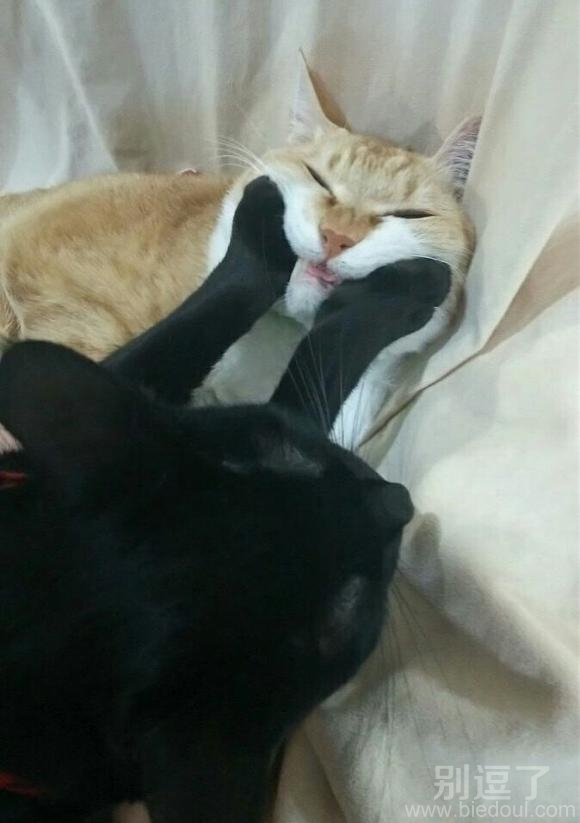 一只要睡觉的死肥猫。 一只要睡觉的死肥猫。