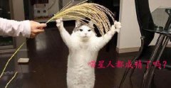 喵星人都成精了吗? 喵星人都成精了吗?