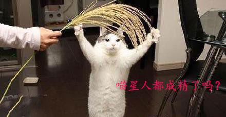 喵星人都成精了吗？