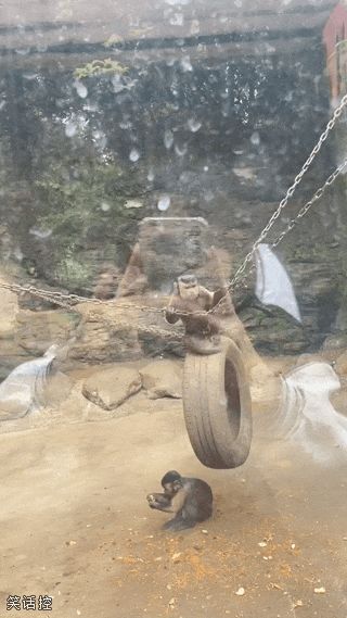 人模人样的猴哥