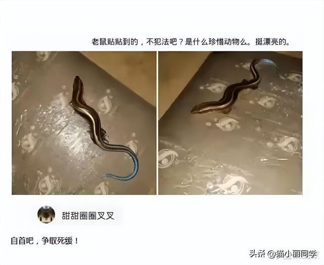 “老鼠贴粘到的,吃了不会犯法吧?”网友:争取死缓吧!哈哈哈 “老鼠贴粘到的,吃了不会犯法吧?”网友:争取死缓吧!哈哈哈