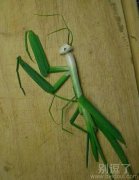 大葱有了新出路了 大葱有了新出路了