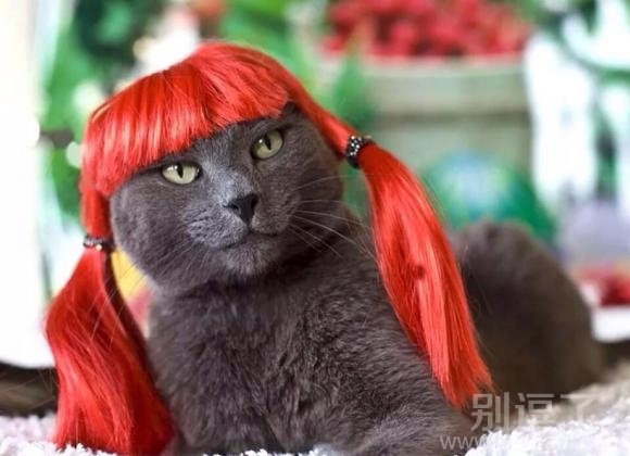 拥有长发的小猫。