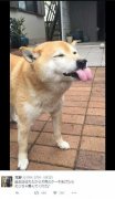 柴犬看到主人给它的生日礼物时表情亮了