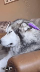 这耳朵好魔性 这耳朵好魔性