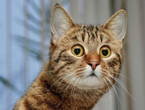 猫咪搞笑无敌图片