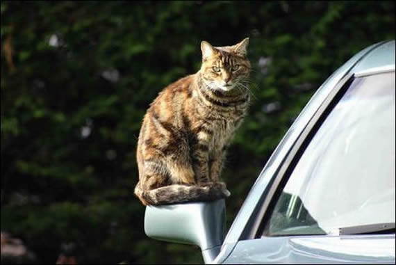 猫咪搞笑无敌图片