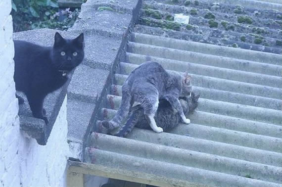 猫咪搞笑无敌图片