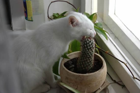 猫咪搞笑无敌图片